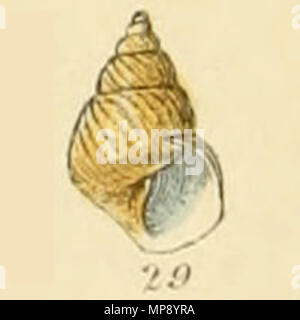 . English: Lacuna crassior Montagu. From Illustrated Index of British Shells, Plate XII., Fig. 29. 1859.   George Brettingham Sowerby II  (1812–1884)     Description naturalist and illustrator  Date of birth/death 25 March 1812 26 July 1884  Location of birth/death Lambeth Wood Green  Authority control  : Q1223045 VIAF: 73969050 ISNI: 0000 0000 8153 9905 LCCN: n88669749 NLA: 35246704 GND: 117648485 WorldCat 788 Lacuna crassior (Sowerby) Stock Photo