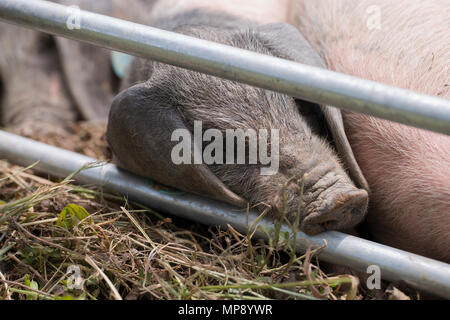 Portrait of a piglet Stock Photo