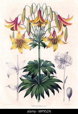 810 Lilium canadense - Annales de la Société royale d’Agriculture et de Botanique de Gand, Journal d’horticulture by Charles Morren