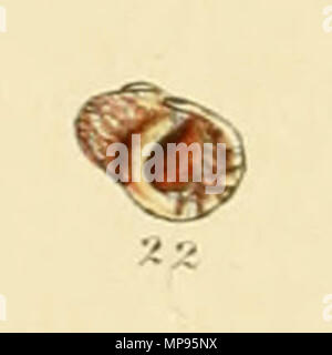 . English: Littorina Fabalis Turton. From Illustrated Index of British Shells, Plate XII., Fig 22. 1859.   George Brettingham Sowerby II  (1812–1884)     Description naturalist and illustrator  Date of birth/death 25 March 1812 26 July 1884  Location of birth/death Lambeth Wood Green  Authority control  : Q1223045 VIAF: 73969050 ISNI: 0000 0000 8153 9905 LCCN: n88669749 NLA: 35246704 GND: 117648485 WorldCat 814 Littorina Fabalis (Sowerby) Stock Photo