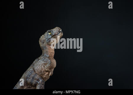 Baby tyrannosaurus rex on black background Stock Photo
