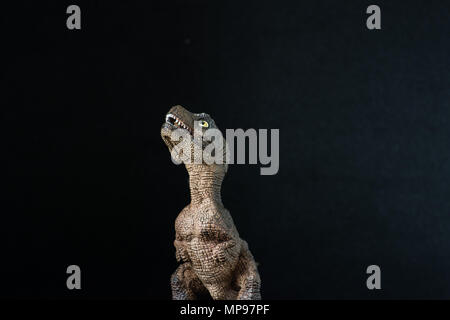 Baby tyrannosaurus rex on black background Stock Photo