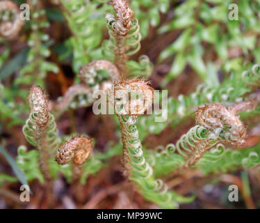 Curly young fiddleheads growing at the top of a Western sword fern appear playful in the spring, before they unfurl as new fronds (British Columbia). Stock Photo