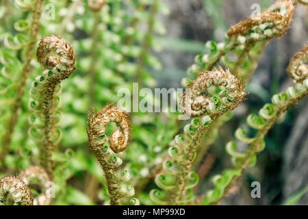 Curly young fiddleheads growing at the top of a Western sword fern appear playful in the spring, before they unfurl as new fronds (British Columbia). Stock Photo