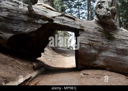 A trail passing through a Sequoia, Sequoia National Park, California Stock Photo