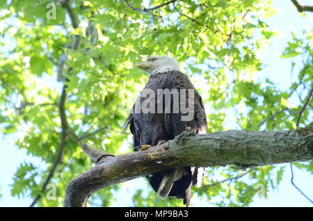 Eagle ready to fly Stock Photo