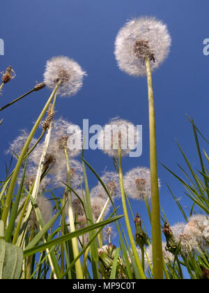 Dandelion Taxaxacum officinale seed blowing in the wind Stock Photo