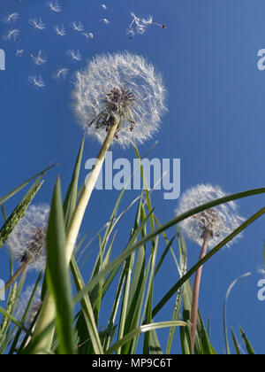 Dandelion Taxaxacum officinale seed blowing in the wind Stock Photo