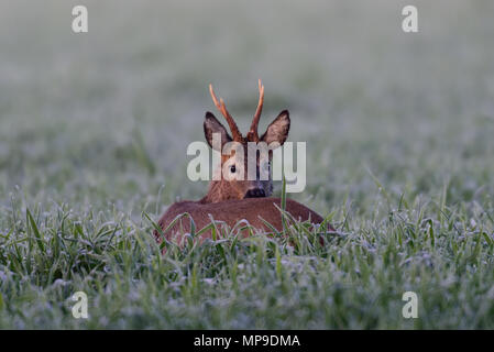 Roe buck in the field, (capreolus capreolus), germany Stock Photo