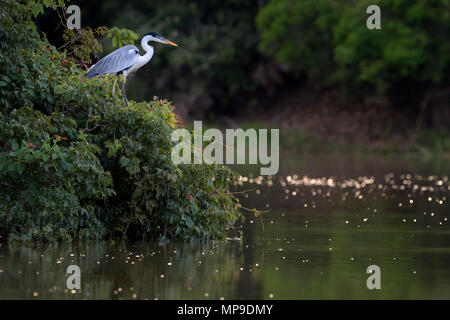 Cocoi Heron (Ardea cocoi) hunting in river at sunset, Pantanal, Mato Grosso, Brazil Stock Photo