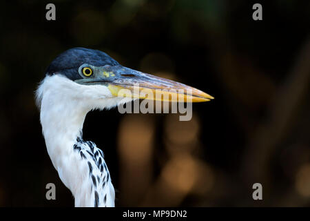 Cocoi Heron (Ardea cocoi) portrait, Pantanal, Mato Grosso, Brazil Stock Photo