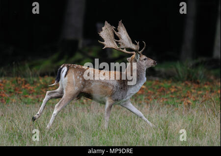 Fallow buck is running, (Dama dama), Germany