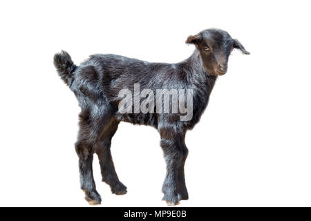 Cute black goat kid isolated on white background Stock Photo