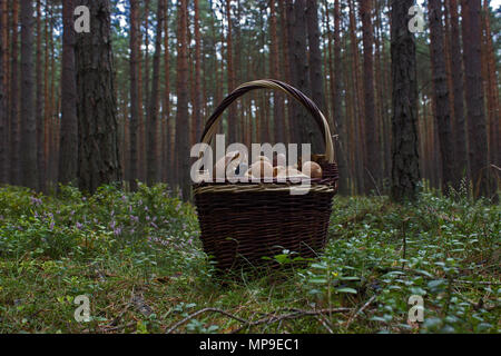 Wicker basket full of mushrooms. The forest is in the background. Stock Photo