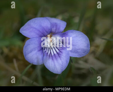Teesdale Violet (Viola rupestris) Stock Photo