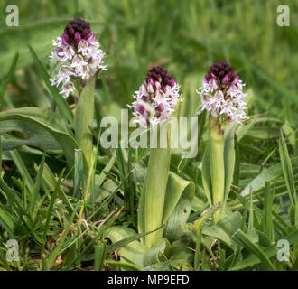 Burnt-tip orchid (Neotinia ustulata) also known as Orchis ustulata Stock Photo