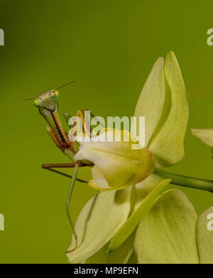 A praying Mantis on an orchid in a studio set up Stock Photo