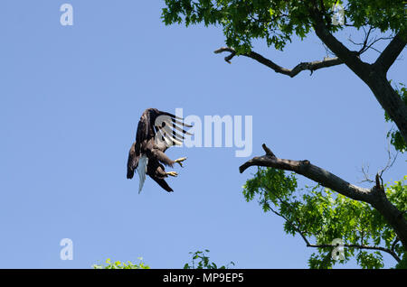 Eagle ready to fly Stock Photo