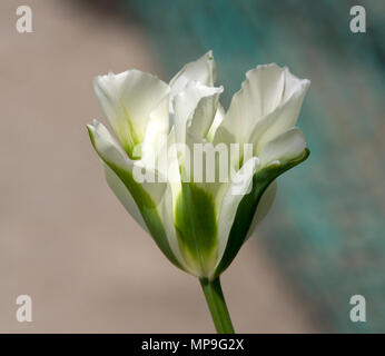 Tulip Spring Green Stock Photo