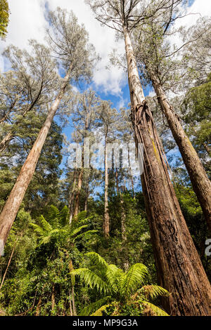 Soaring gumtrees on Mount Dandenong Stock Photo