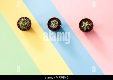 Flat lay concept with three green cactuses on striped diagonal multicolored background. Stock Photo