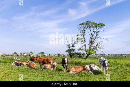 Cattle on rural pasture in Swine moor with trees and flowering hawthorn on horizon on a bright day in spring in Beverley, Yorkshire, UK. Stock Photo