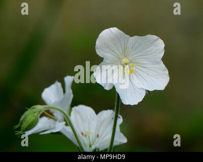 White wild Geranium -Geranium maculatum 'album' Stock Photo