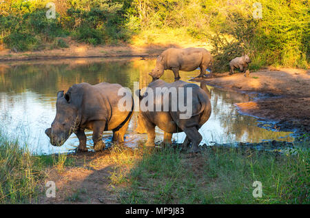 Three adult with baby white or square-lipped rhinoceros (Ceratotherium simum), Karongwe Safari Game Reserve at sunset, Limpopo Province, South Africa. Stock Photo