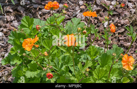 Geum Firestorm Stock Photo Alamy