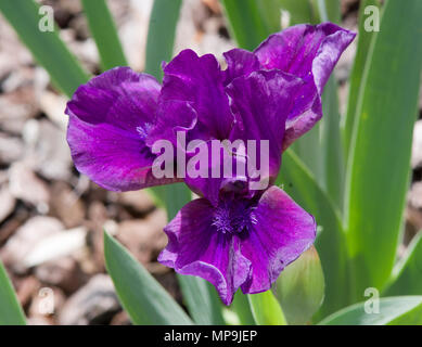 Iris Purple Landscape Stock Photo
