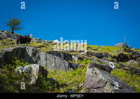 Mountain sheep lookout across the Cumbrian hillside in the Lake District, UK Stock Photo