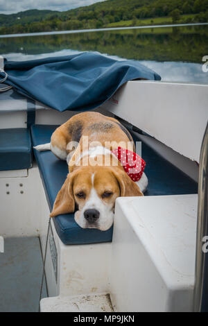 A dog stands on a hire boat whilst floating on Coniston Water, Lake District, United Kingdom. Stock Photo