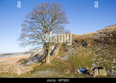 Hadrian’s Wall and the famous Sycamore gap near the mile castle 39 section of the wall in Northumberland Stock Photo