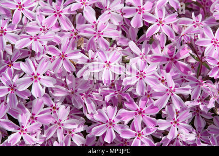 Phlox subulata 'Candy Stripes Stock Photo