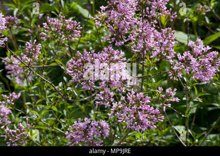 Syringa Persica Stock Photo