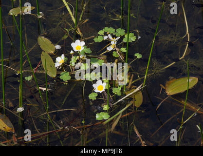 Pond plants Round leaved Crowfoot and Broad leaved Pondweed Stock Photo