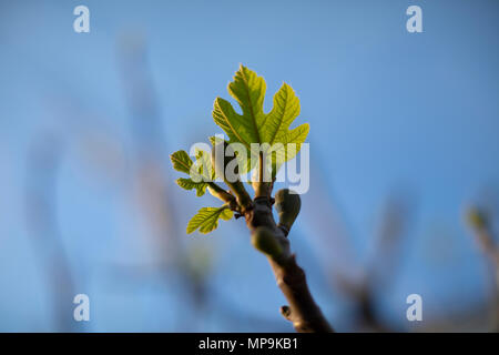 A very small fig on a fig tree in early spring with small green leaves Stock Photo