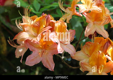 Rhododendron bushes in full bloom, orange and peach colours Stock Photo