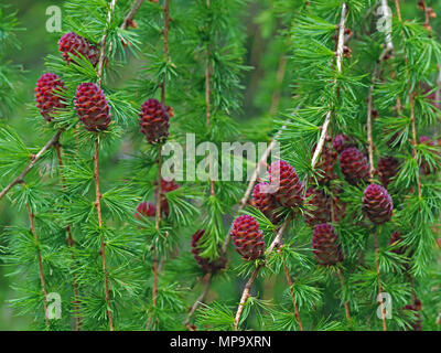 many larch cones on european larch, close up Stock Photo