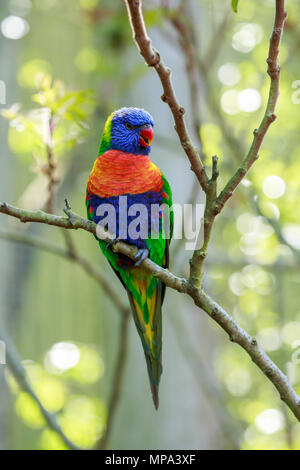 The rainbow lorikeet is a species of parrot found in Australia. It is common along the eastern seaboard, from northern Queensland to South Australia. Stock Photo