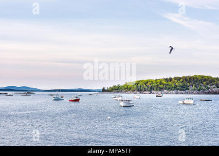 Sunset in Bar Harbor, Maine village with empty moored boats in water, seagull bird flying above marina Stock Photo