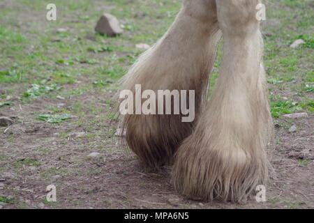 Shire Horse Hooves on Doonies Rare Breed Farm. Cove Bay, Aberdeen, Scotland, UK. May, 2018. Stock Photo