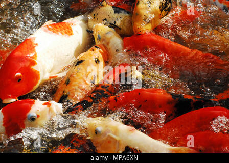 Amazingly colorful Koi Carp in a feeding frenzy on the Caribbean island of Guadeloupe. Stock Photo