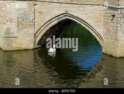 Swan on River Great Ouse, St Ives, Cambridgeshire, England UK Stock Photo