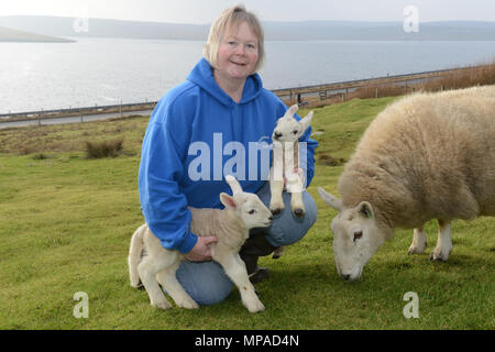 Crofter farmer with newly born lambs and ewe on her croft in Shetland Stock Photo