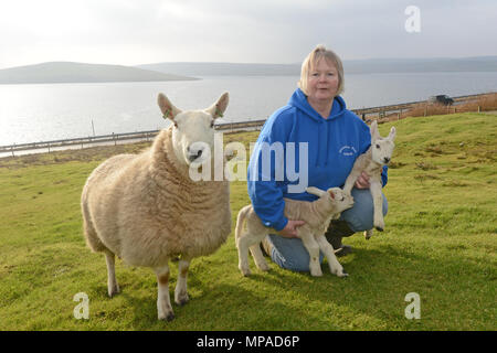 Crofter farmer with newly born lambs and ewe on her croft in Shetland Stock Photo