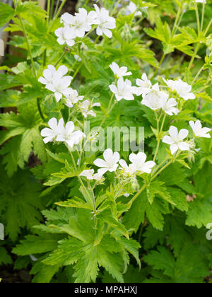White flowers of the hardy perennial wood cranesbill, Geranium sylvaticum 'Album' Stock Photo