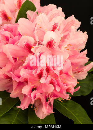 Clustered pink flowers in the truss of the hardy hybrid Rhododendron, 'Furnivall's Daughter' Stock Photo