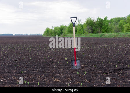 shovel stands in the ground, in the field, during the planting of the harvest Stock Photo