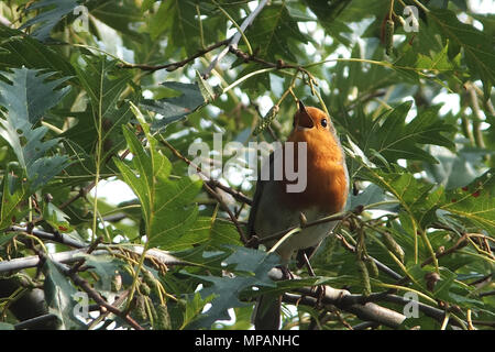 European robin singing in a tree Stock Photo